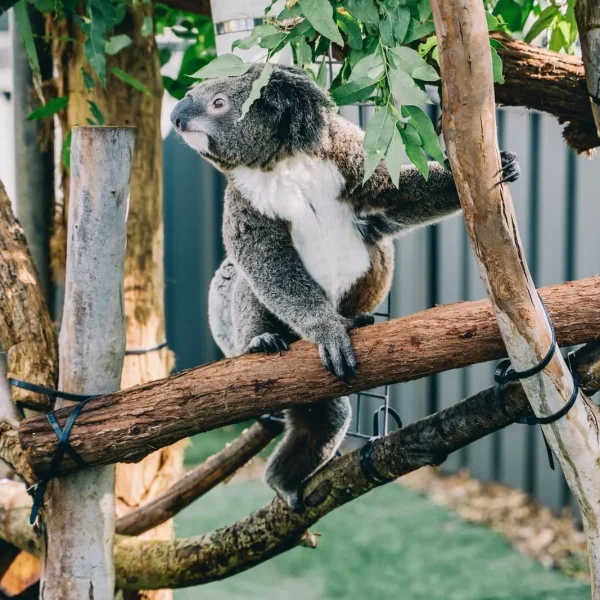 bus tours sydney to brisbane