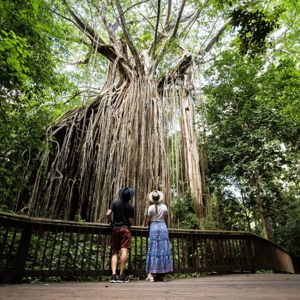 bus tours sydney to cairns