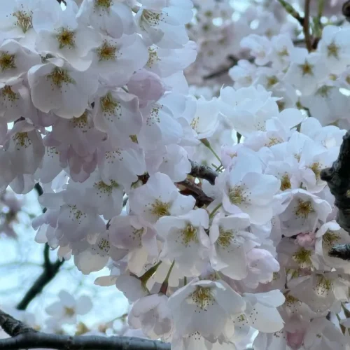 cherry blossoms