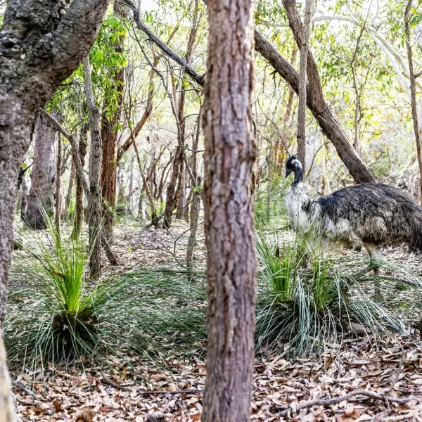 road trip sydney to cairns