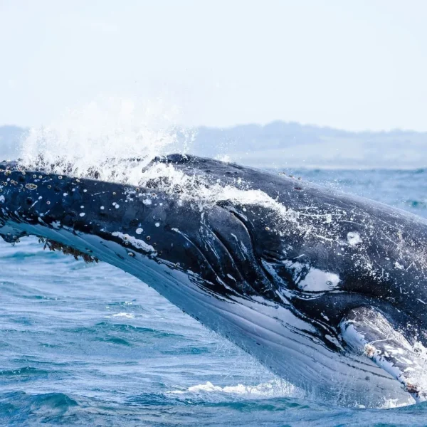 sydney to brisbane tours