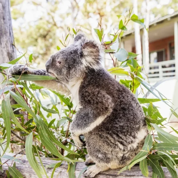 tour australia from sydney to brisbane