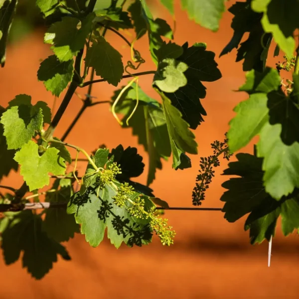 hunter valley tour
