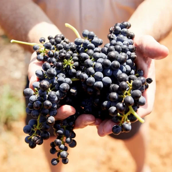 hunter valley wine tour