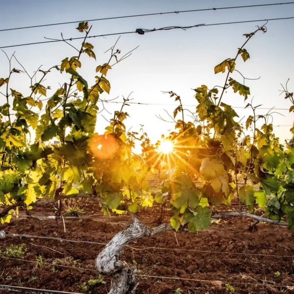hunter valley wine tour packages