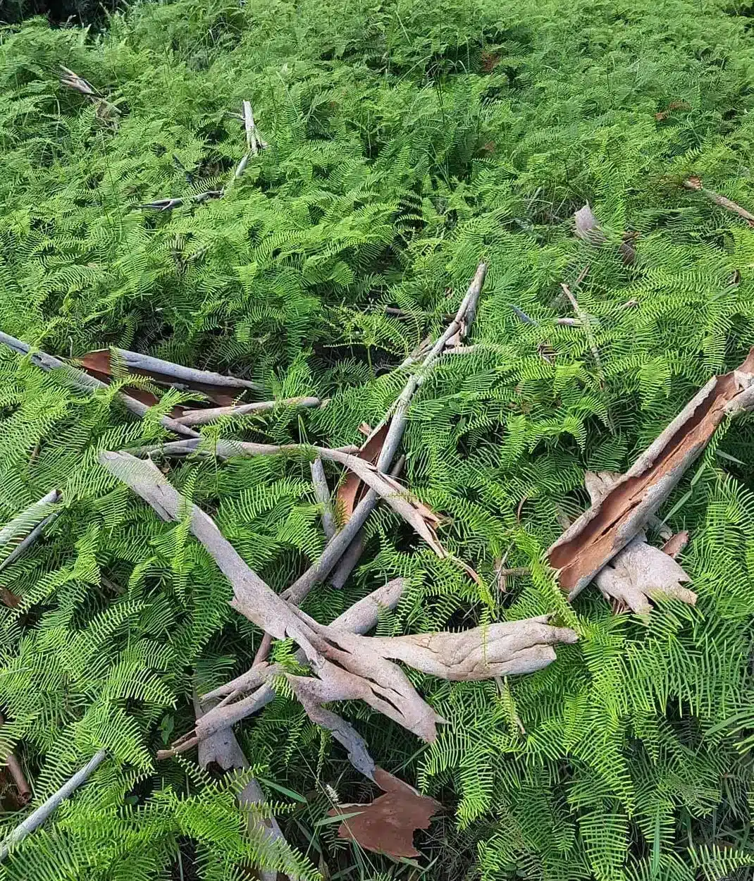 low ferns lining