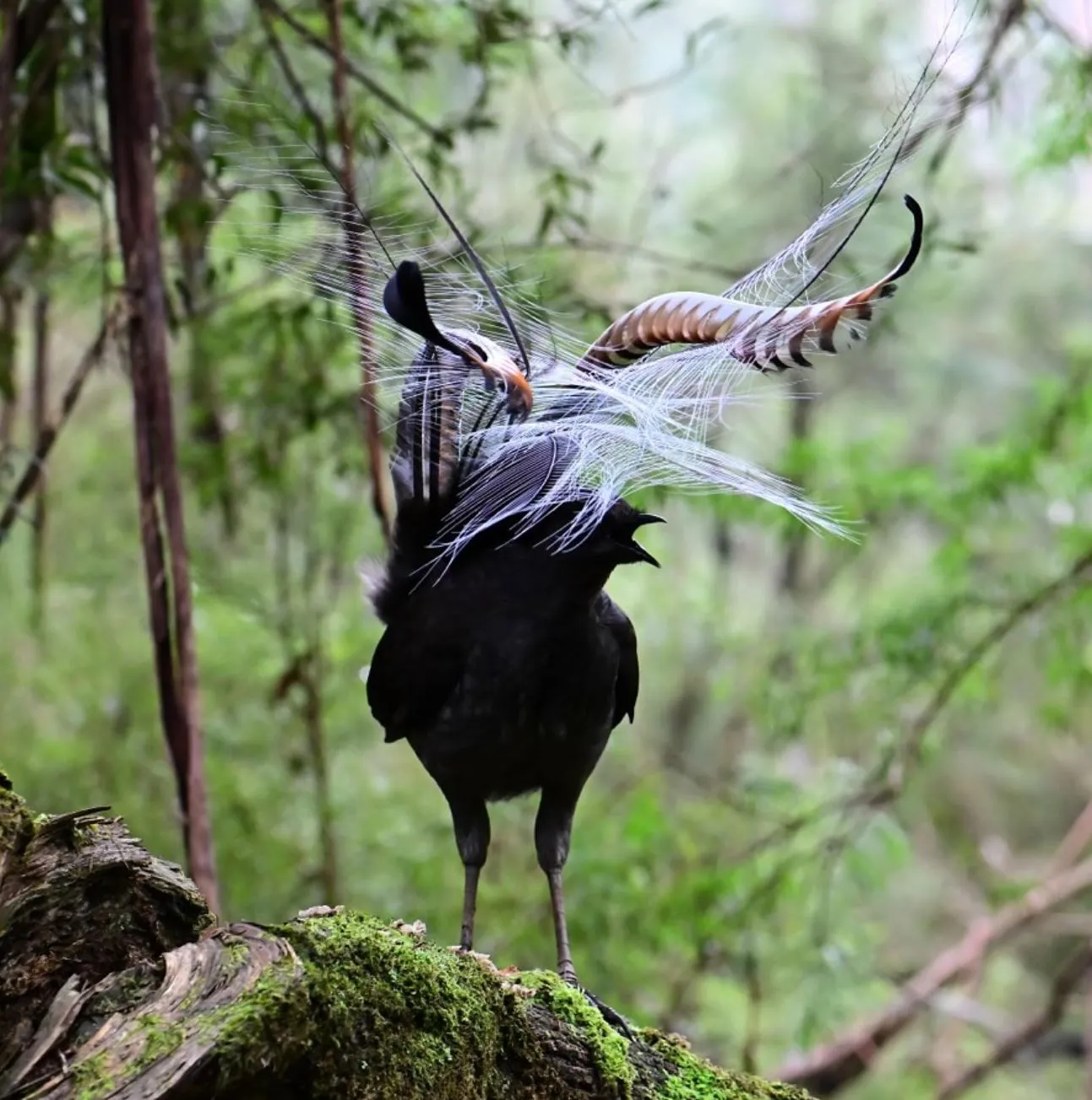 lyrebirds