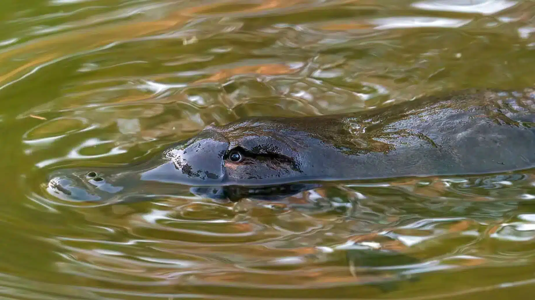 platypus habitats