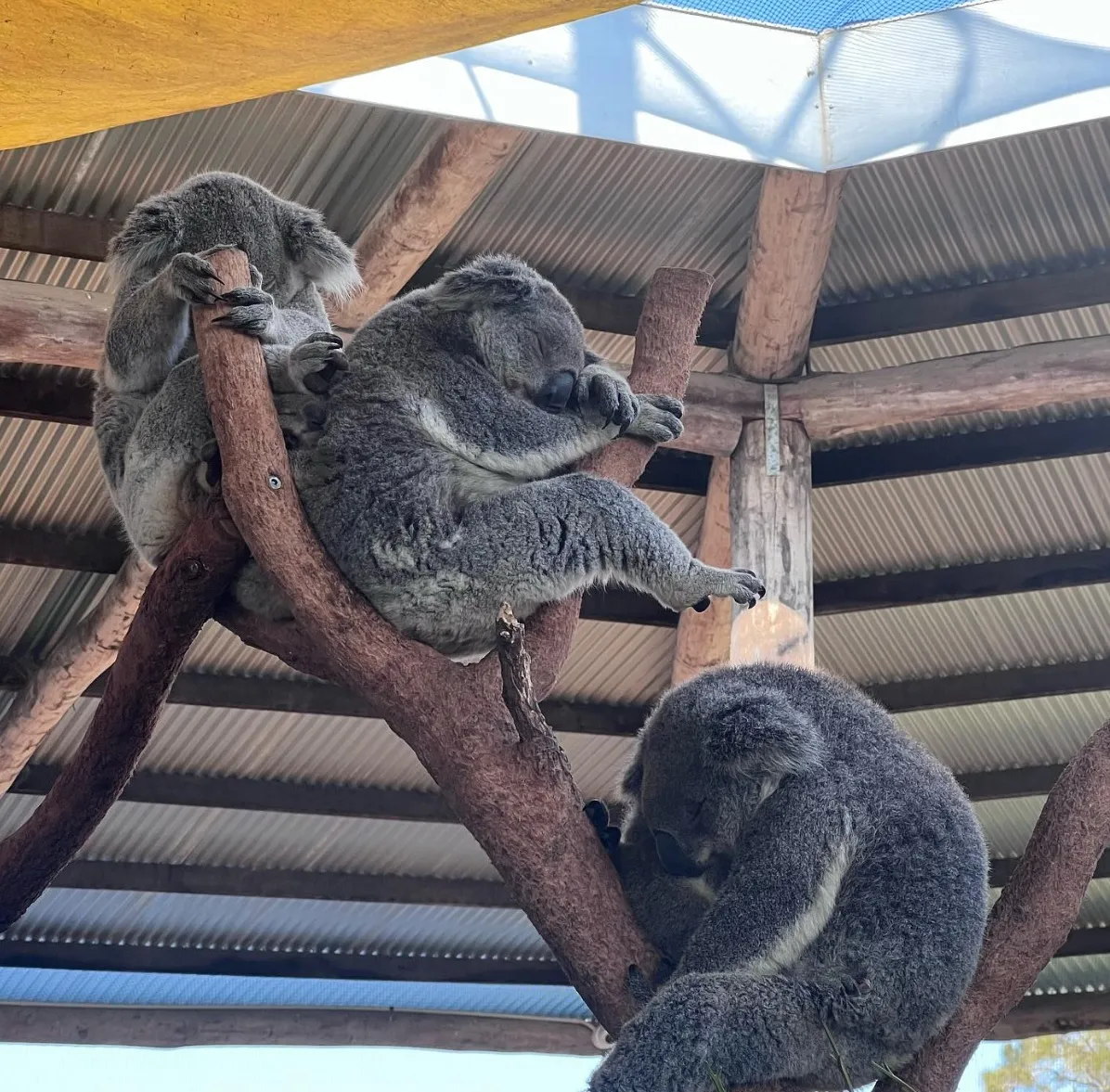sightseeing in hunter valley