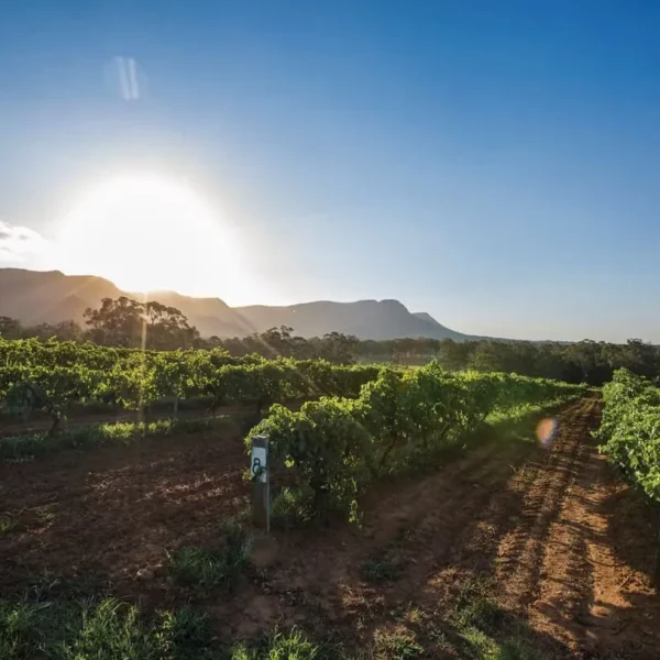 vineyard tours hunter valley