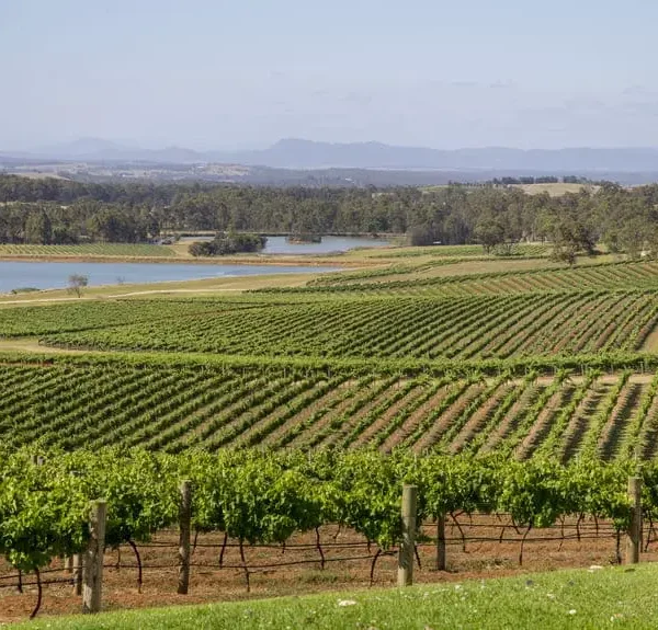 wine tasting tour hunter valley