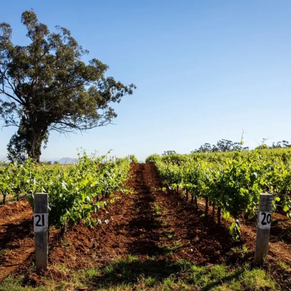 wine tasting tours hunter valley