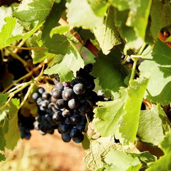 wine tours in hunter valley
