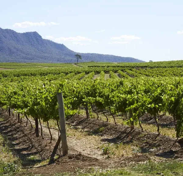 winery tours hunter valley nsw